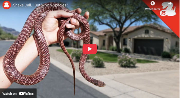 Snake Call… But Which Species?